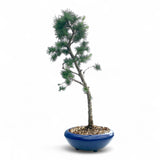 Bonsai Larix kaempferi - LS93332