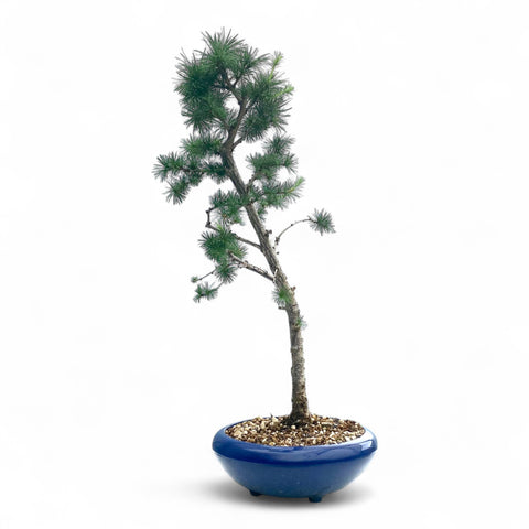 Bonsai Larix kaempferi - LS93332