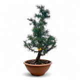 Larix bonsai yamadori-LS181