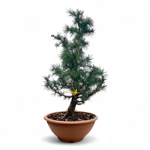 Larix bonsai yamadori-LS181