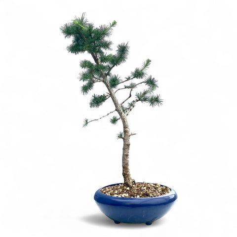 Bonsai Larix kaempferi - LS93332