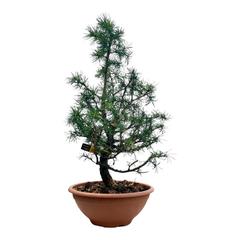 Larix bonsai yamadori-LS181