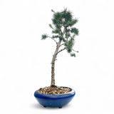 Bonsai Larix kaempferi - LS93332