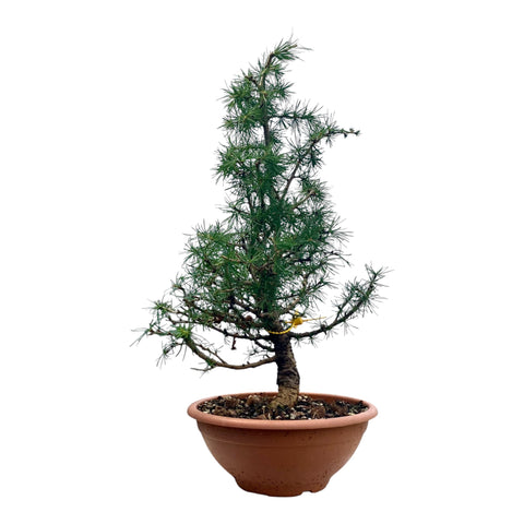 Larix bonsai yamadori-LS181