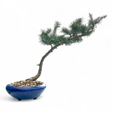 Bonsai Larix kaempferi - LS93333