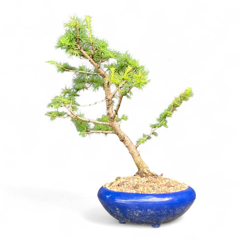 Bonsai Larix kaempferi - LS93375