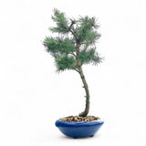 Bonsai Larix kaempferi - LS93333