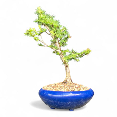Bonsai Larix kaempferi - LS93375