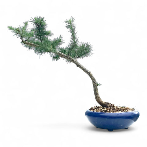Bonsai Larix kaempferi - LS93333