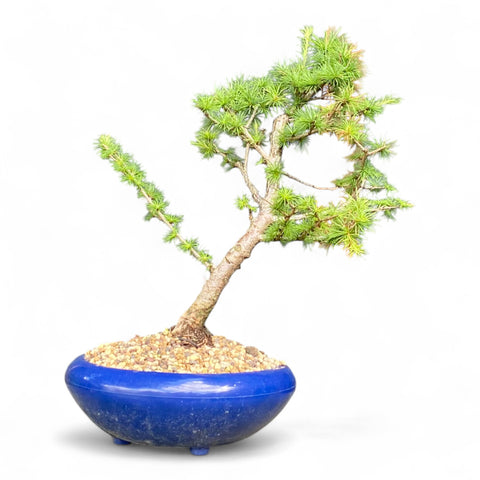 Bonsai Larix kaempferi - LS93375