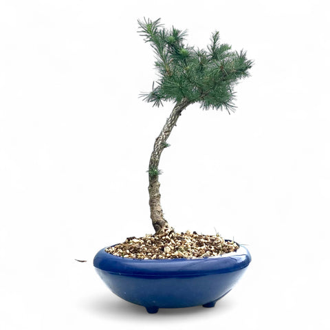 Bonsai Larix kaempferi - LS93333