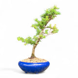 Bonsai Larix kaempferi - LS93375