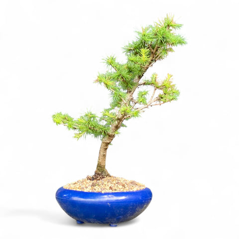 Bonsai Larix kaempferi - LS93375