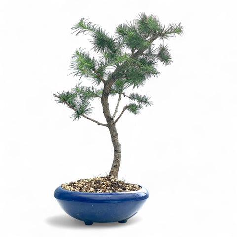 Bonsai Larix kaempferi - LS93334