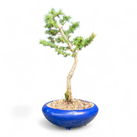 Bonsai Larix kaempferi - LS93376