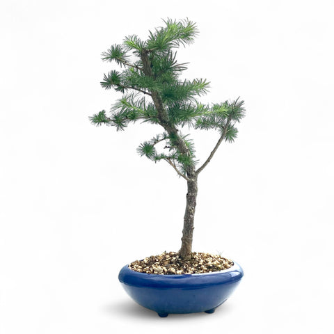 Bonsai Larix kaempferi - LS93334