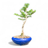 Bonsai Larix kaempferi - LS93376