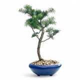 Bonsai Larix kaempferi - LS93334