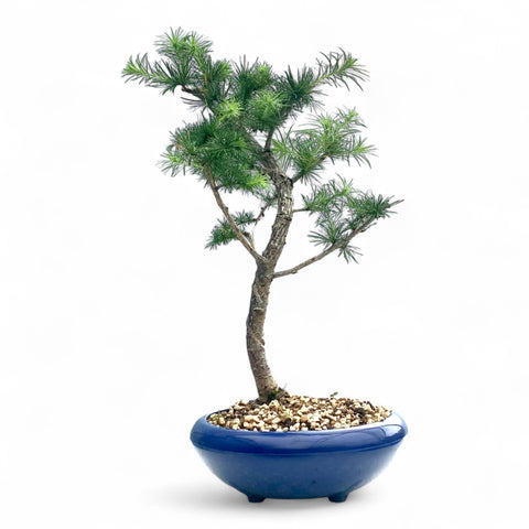 Bonsai Larix kaempferi - LS93334