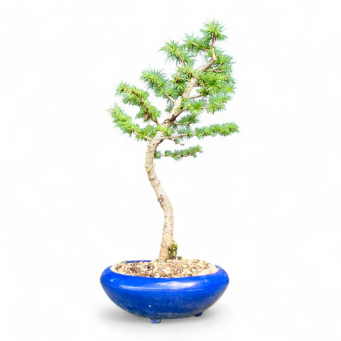 Bonsai Larix kaempferi - LS93376