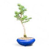 Bonsai Larix kaempferi - LS93376