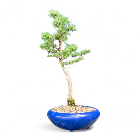 Bonsai Larix kaempferi - LS93376