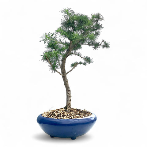 Bonsai Larix kaempferi - LS93334