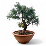 Larix bonsai yamadori-LS194