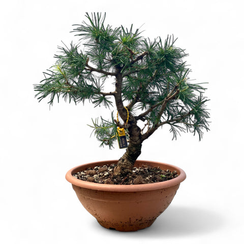 Larix bonsai yamadori-LS194