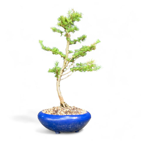Bonsai Larix kaempferi - LS93377