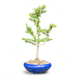 Bonsai Larix kaempferi - LS93377