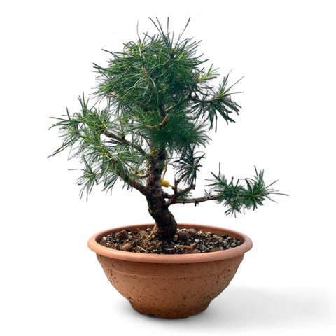 Larix bonsai yamadori-LS194