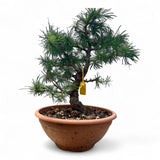 Larix bonsai yamadori-LS194