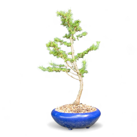 Bonsai Larix kaempferi - LS93377