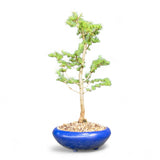 Bonsai Larix kaempferi - LS93377