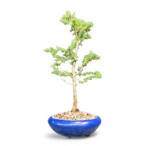 Bonsai Larix kaempferi - LS93377