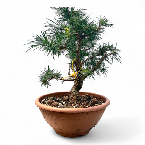 Larix bonsai yamadori-LS194