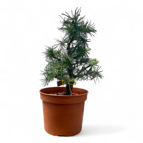 Larix bonsai yamadori-LS180