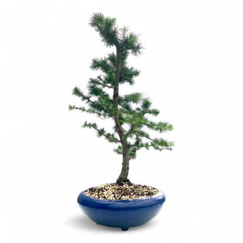 Bonsai Larix kaempferi - LS93351