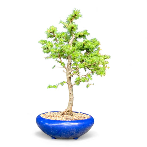 Bonsai Larix kaempferi - LS93378