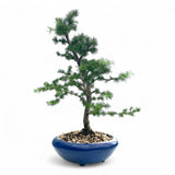 Bonsai Larix kaempferi - LS93351