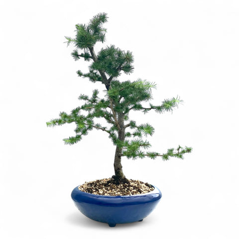 Bonsai Larix kaempferi - LS93351