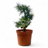 Larix bonsai yamadori-LS180