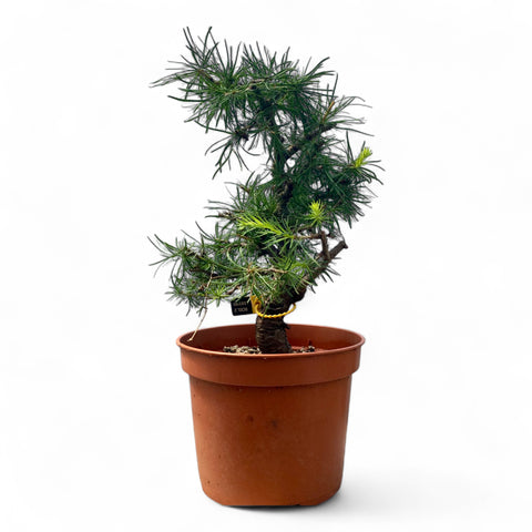 Larix bonsai yamadori-LS180