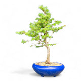 Bonsai Larix kaempferi - LS93378