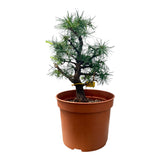 Larix bonsai yamadori-LS180