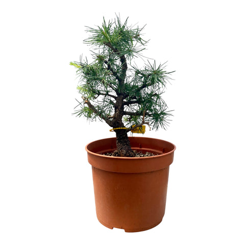 Larix bonsai yamadori-LS180