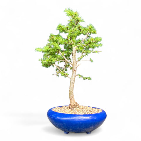 Bonsai Larix kaempferi - LS93378
