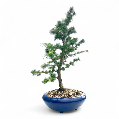 Bonsai Larix kaempferi - LS93351