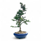 Bonsai Larix kaempferi - LS93351